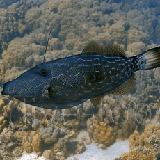 hurgarda fish