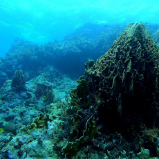 reef denis